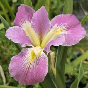 Barataria Louisiana Iris, Iris x 'Barataria'